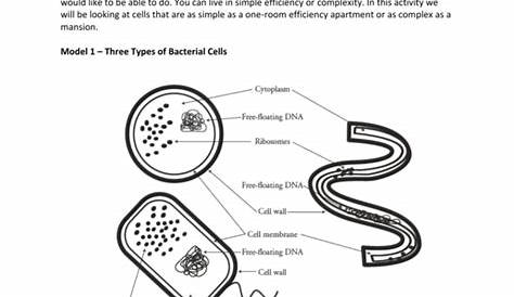 prokaryotic cell worksheets