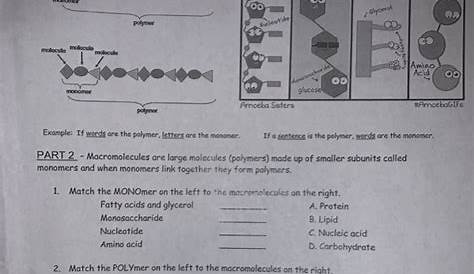 monomer polymer worksheet answers