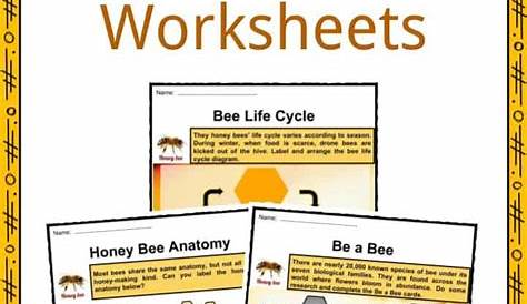 Honey Bee Facts, Worksheets, Anatomy, Lifespan & Diet For Kids