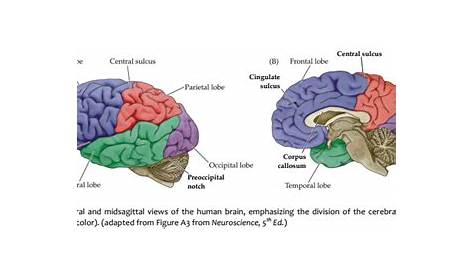 Duke Neurosciences - Lab 1: Surface Anatomy of the Brain