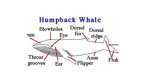 whale tail identification chart
