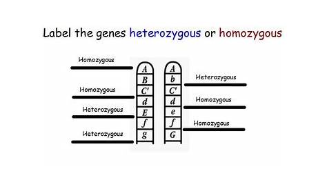 Genetics - Genotype/Phenotype; Heterozygous/Homozygous w/ worksheet