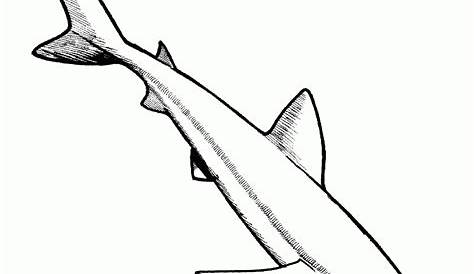 free printable shark coloring pages