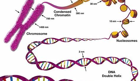 DNA to Chromosome | Art & Science Graphics