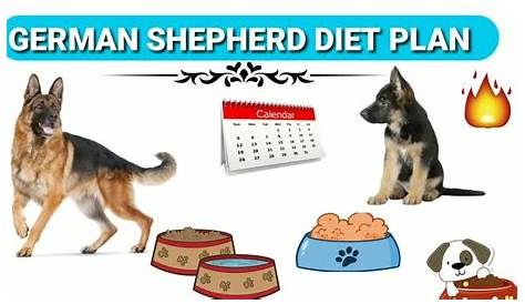 german shepherd diet chart