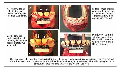 Another side to food animal practice | Ontario Veterinary College