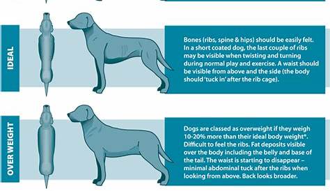 Is Your Dog Overweight? - Easy Reference Body Chart - Can Dogs Eat This