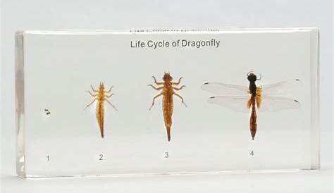 dragonfly life cycle stages