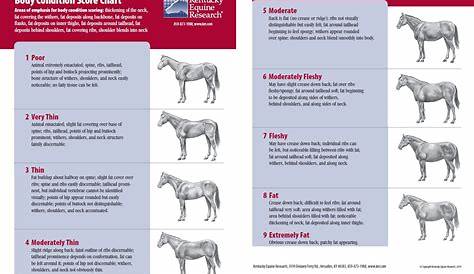 Kentucky Equine Research Body Conditioning Scale | Horse riding tips