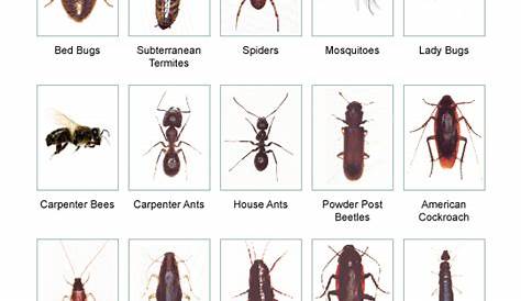 water bug identification charts