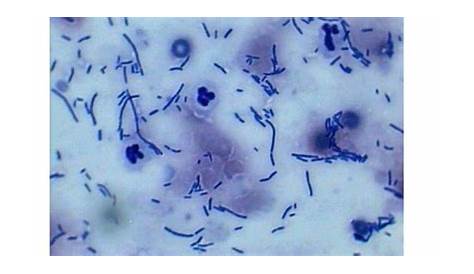 Image result for dog ear cytology pictures | Dog ear, Pictures, Image