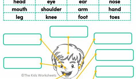 Body Part Worksheets For Kindergarten - Worksheets Master