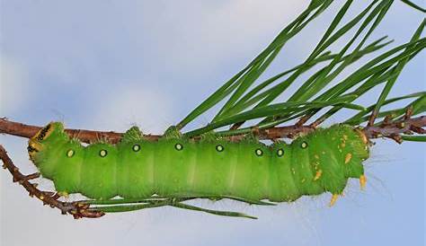 Green Caterpillar Identification Guide: 18 Common Types - Owlcation