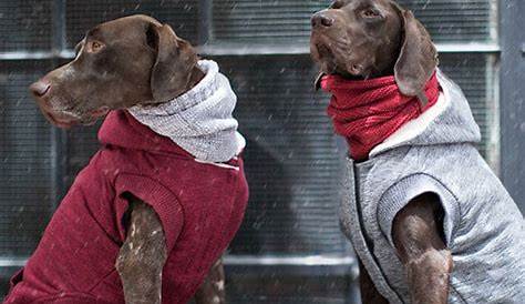 Buy Canada Pooch Dog Dog Gear in Canada | Homes Alive Pets
