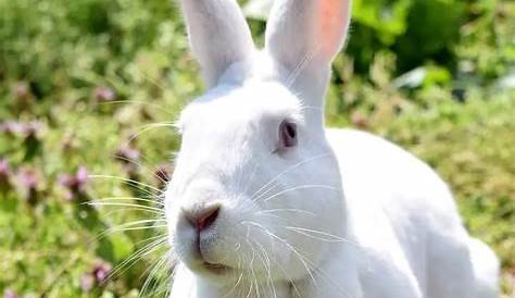 new zealand white rabbit size