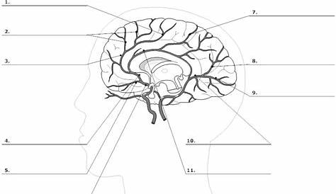 12 Best Images of Brain Anatomy Worksheet - Brain Diagram and Functions