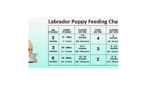 weight chart for labrador puppy