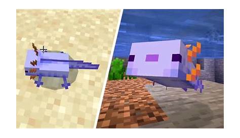 how to get a blue axolotl in minecraft