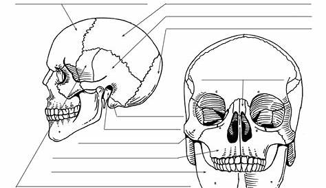 Skull Labeling