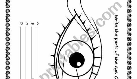 Parts of the Eye worksheet | Parts of the eye, Free homeschool