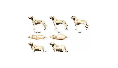 weight chart of labrador puppy
