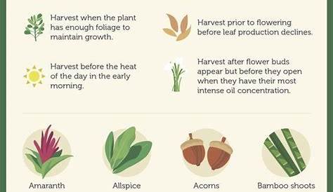 Edible Plants You Can Forage | Survival skills, Edible plants, Plants