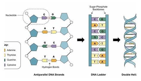 correct base pairing in dna