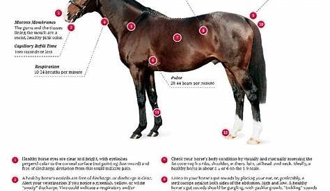 horse vital signs chart