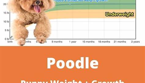 Standard Poodle Weight+Growth Chart 2022 - How Heavy Will My Standard