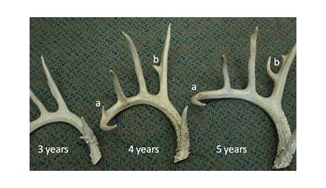 Antler Growth Cycle | Deer Ecology & Management Lab | Mississippi State