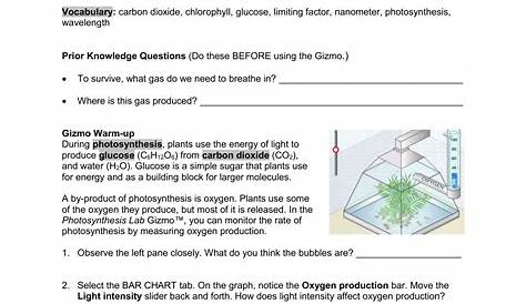 photosynthesis graph worksheet answer key