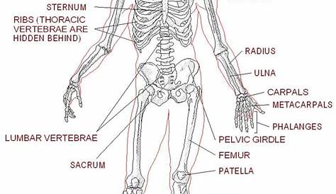 skeletal system worksheets answers