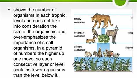 Ecological Pyramids, Food Chain and Food Web