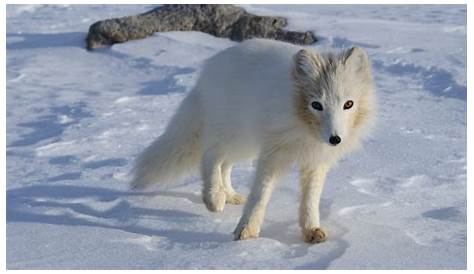 File:Terianniaq-Qaqortaq-arctic-fox.jpg - Wikipedia