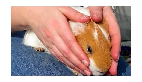 Weight of average guinea pig