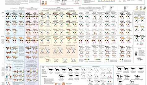 Real Eye Color Chart | found this cool chart of cat colors. Not new, but I found it | Cat