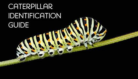 Caterpillar Identification Guide: 40 Species With Photos and
