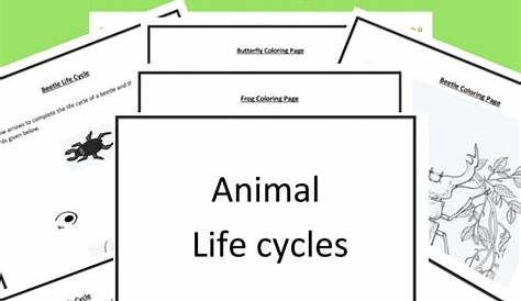 life cycle of animals worksheet pdf