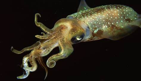 what do squids eat in minecraft