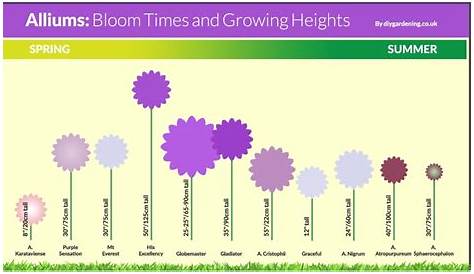 Bloom Time Chart For Allium Bulbs Longfield Gardens - Bank2home.com