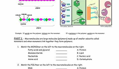 macromolecules chart worksheet answers