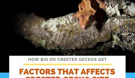 How Big Do Crested Geckos Get?: 8 factors affecting their growth