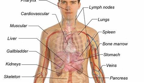 Human Body Diagrams | 101 Diagrams