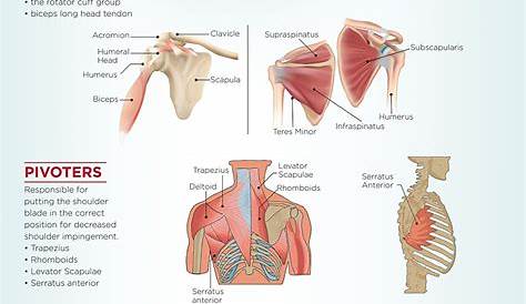Shoulder Pain Diagnosis Chart