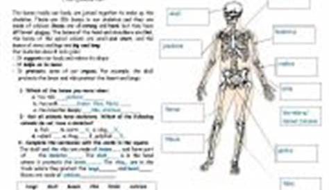 Bones worksheets
