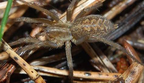 Utah's Dangerous Spiders