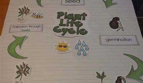 Plant life cycle fun!