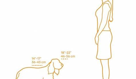 cocker spaniel height chart