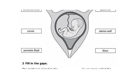 7Bd Foetus in the womb worksheet by OnSpecScience - Teaching Resources