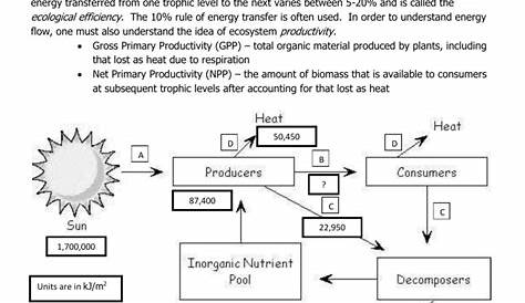 Energy Flow In Ecosystems Worksheet - Educational Worksheet